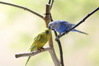 sitting Budgies