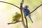 sitting Budgies