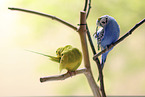 sitting Budgies