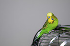 Budgie