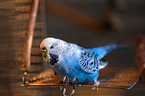 Budgie in cage