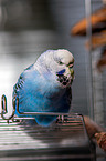 Budgie in cage