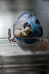 Budgie in cage