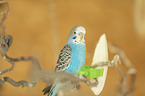 budgie
