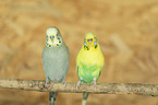budgies