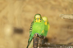 budgies