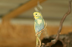 budgie