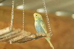 budgie
