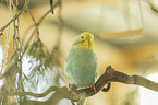 budgie