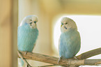 budgies