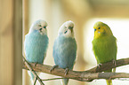 budgies