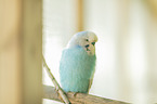 budgie