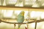 budgie