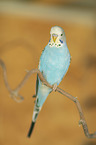 budgie