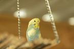 budgie