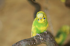budgie