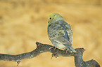 budgie