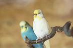 budgies