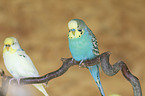 budgies