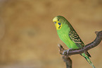 budgie
