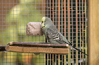 budgie