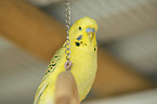 budgie