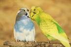 budgies