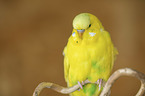 budgie