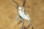 budgie