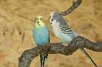 budgies
