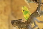budgie