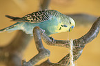 budgie