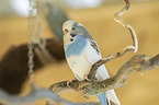 budgie