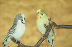 budgies