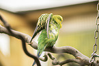 budgie