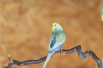 budgie
