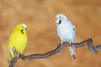 budgies