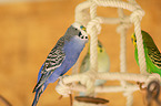 budgies