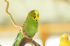 budgie