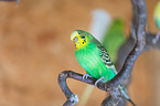 budgie