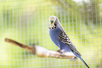 budgie