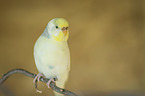 Budgerigar sitting on branch