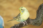 Budgerigar sitting on branch