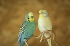 two budgies