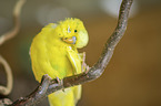 Budgerigar sitting on branch