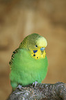 Budgerigar sitting on branch