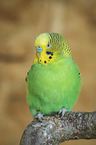 Budgerigar sitting on branch