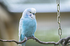 Budgerigar sitting on branch