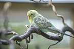 Budgerigar sitting on branch
