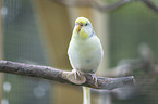 Budgerigar sitting on branch